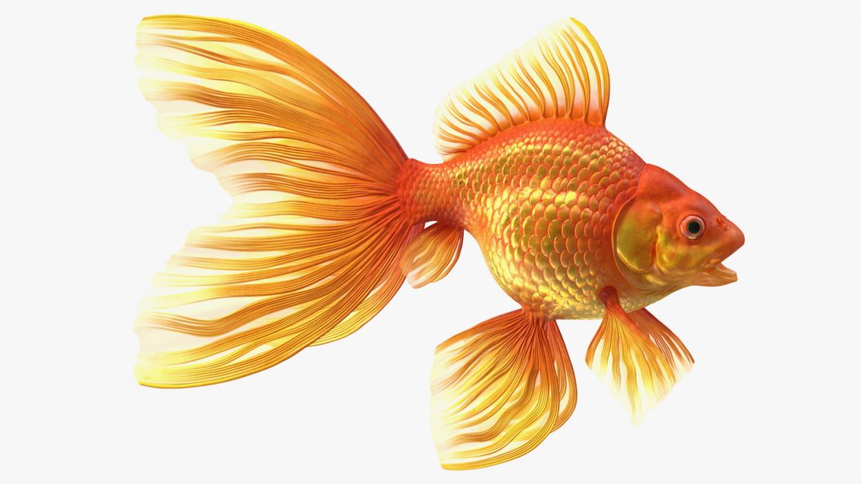 Orange Fancy Fantail Goldfish 3D model