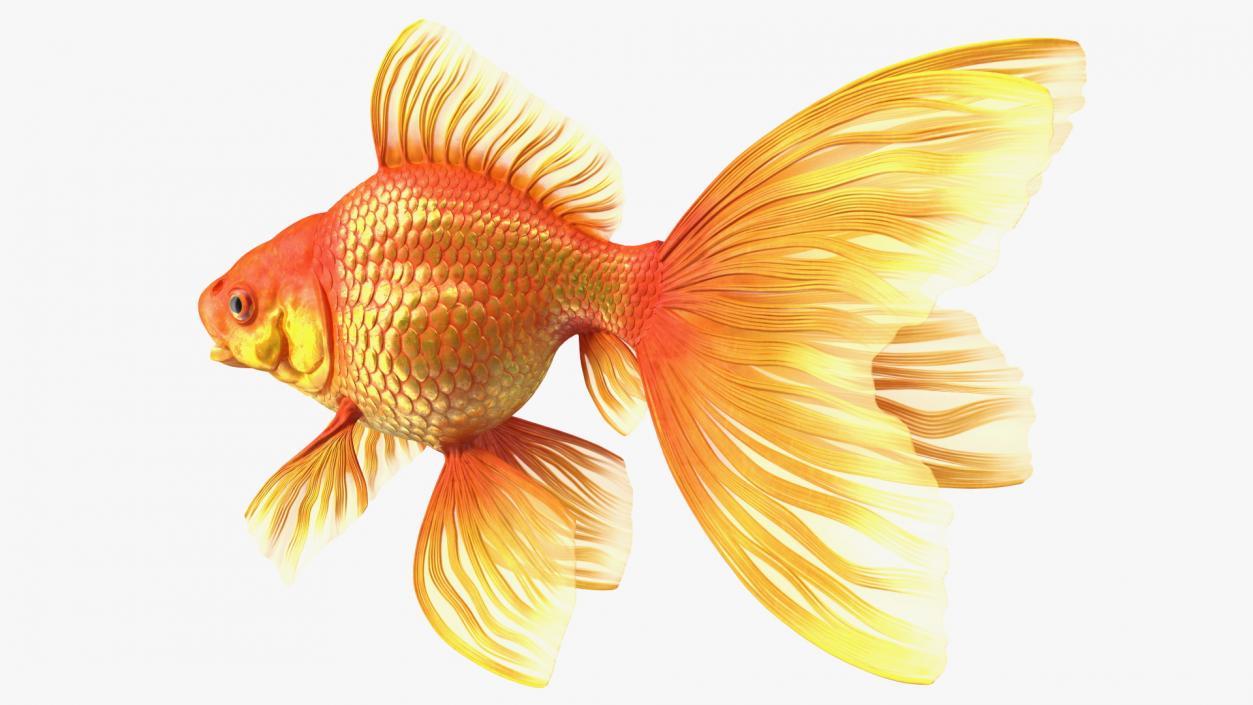 Orange Fancy Fantail Goldfish 3D model