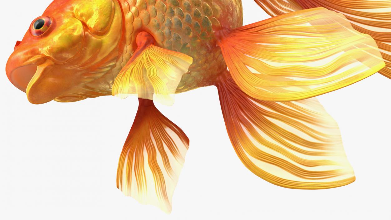 Orange Fancy Fantail Goldfish 3D model