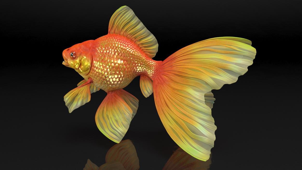 Orange Fancy Fantail Goldfish 3D model