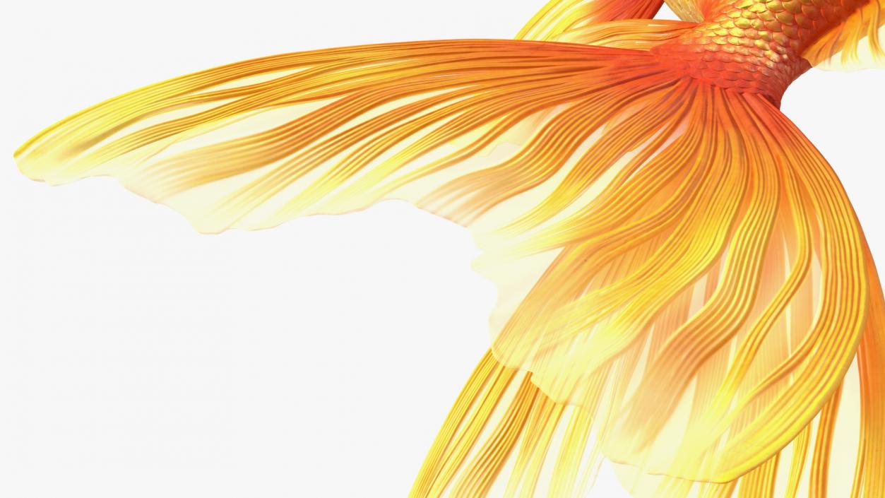 Orange Fancy Fantail Goldfish 3D model