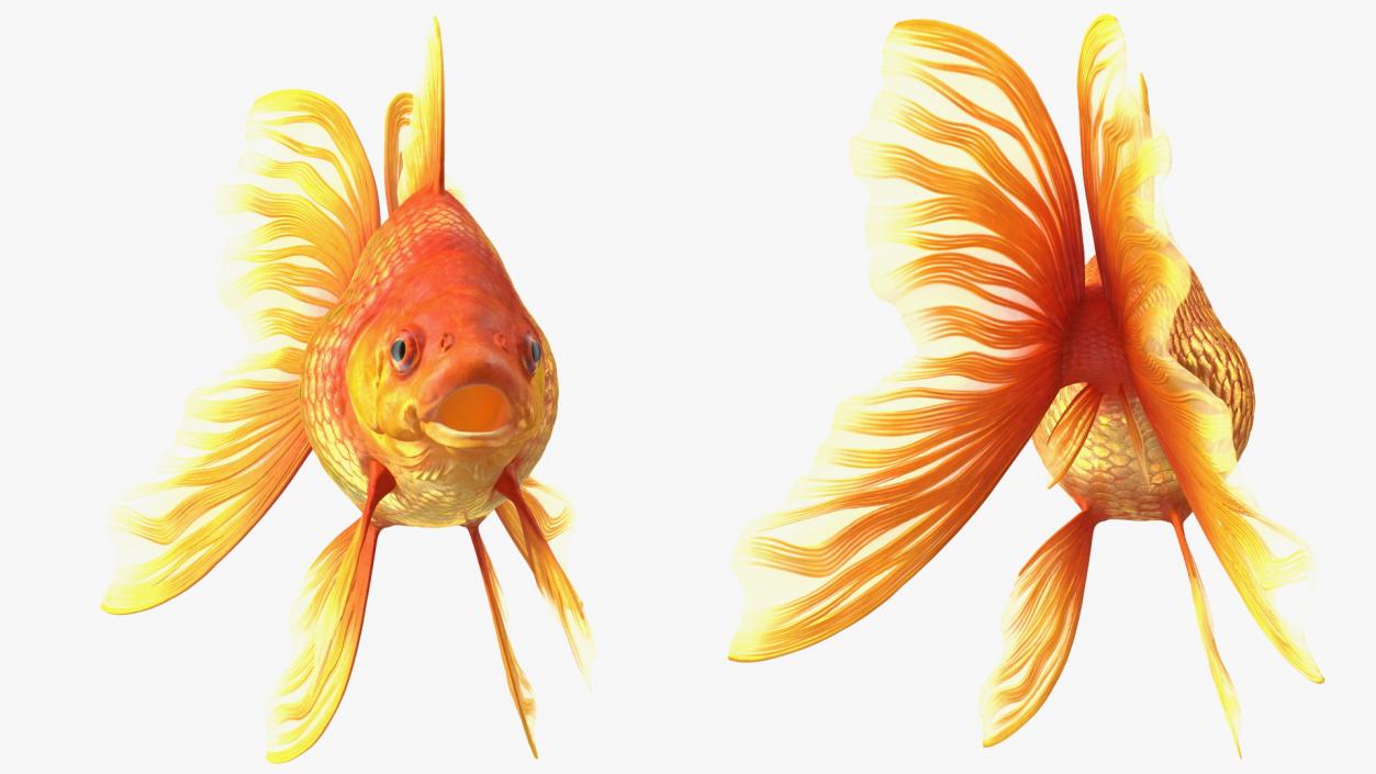 Orange Fancy Fantail Goldfish 3D model