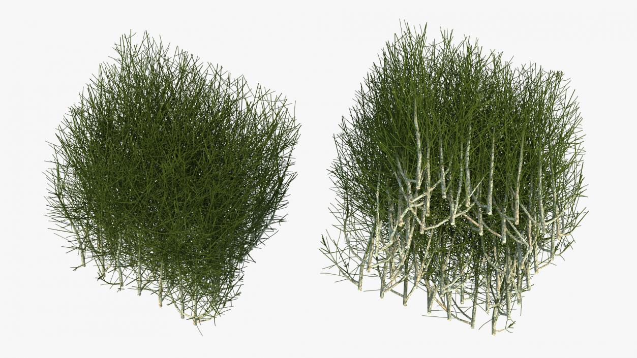 3D Square Bush