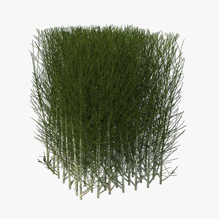 3D Square Bush