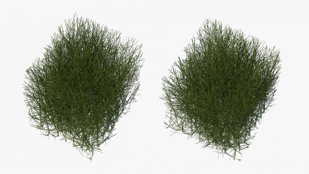 3D Square Bush