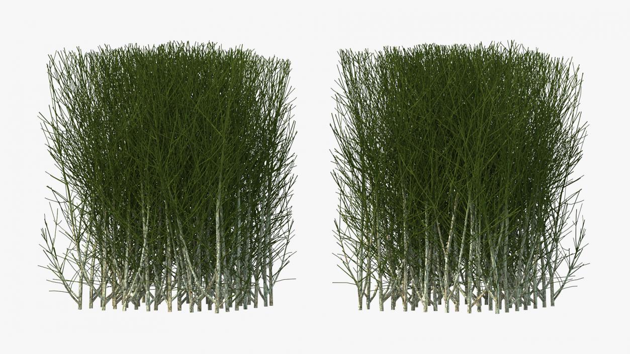 3D Square Bush