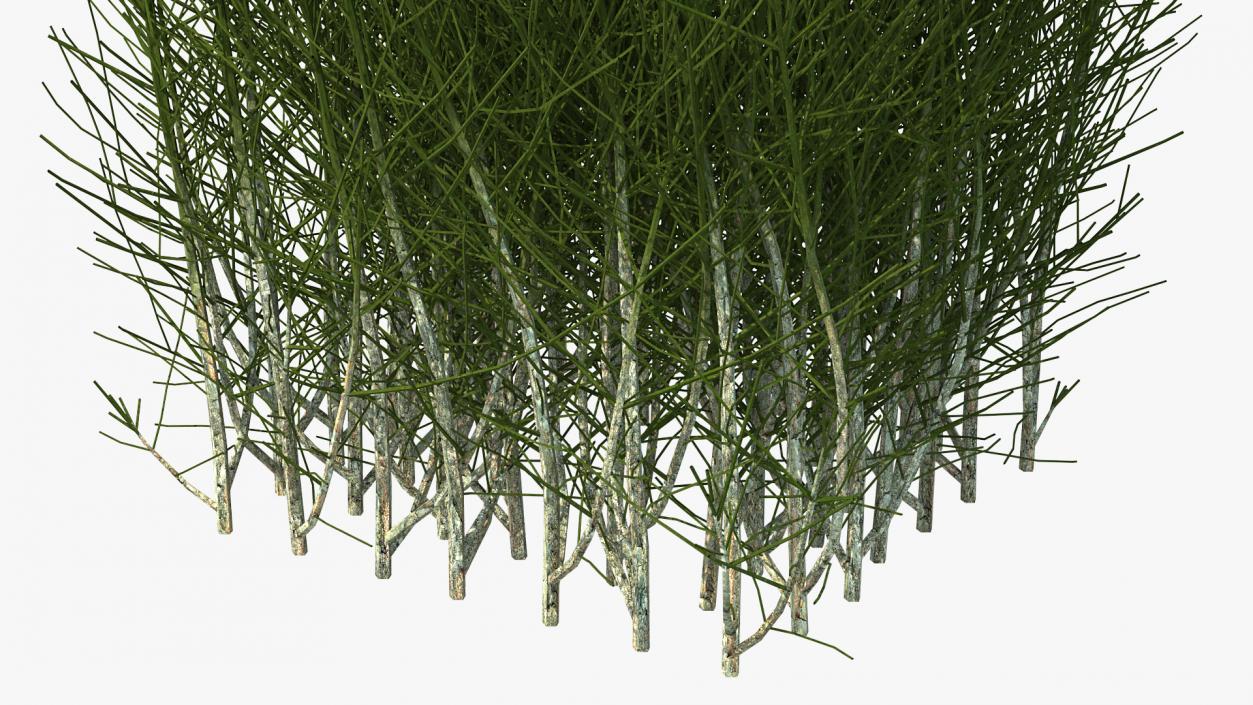 3D Square Bush