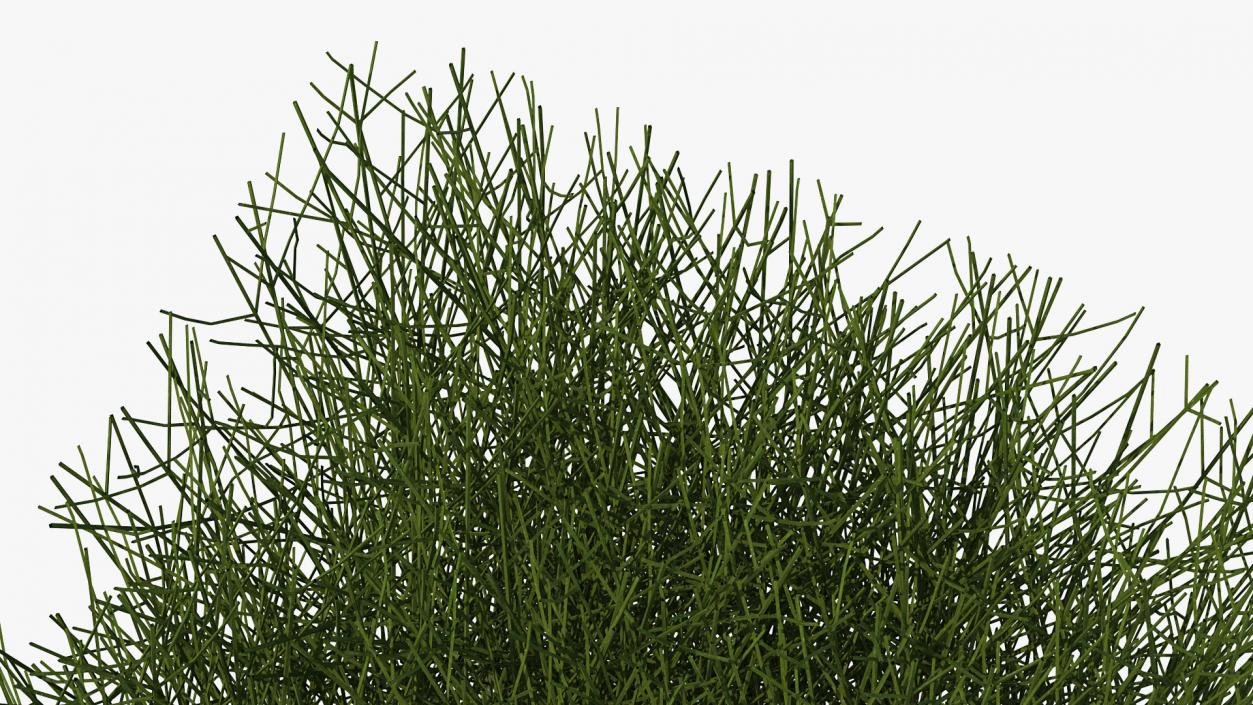 3D Square Bush