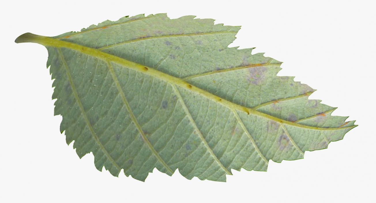 Blackberry Leaf with Fur 3D model