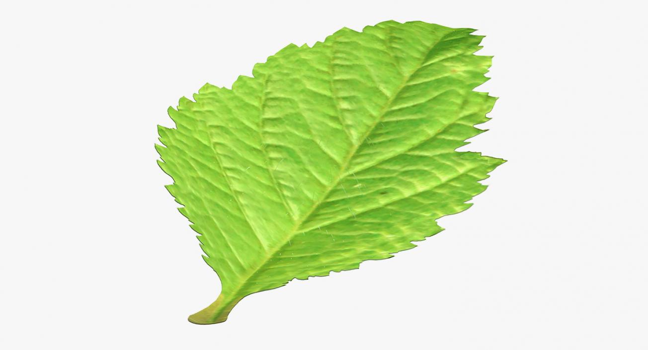 Blackberry Leaf with Fur 3D model