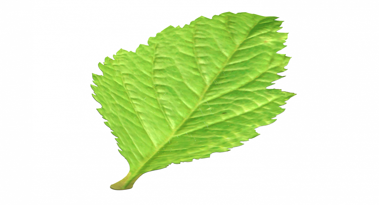 Blackberry Leaf with Fur 3D model