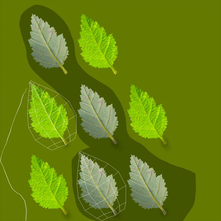 Blackberry Leaf with Fur 3D model