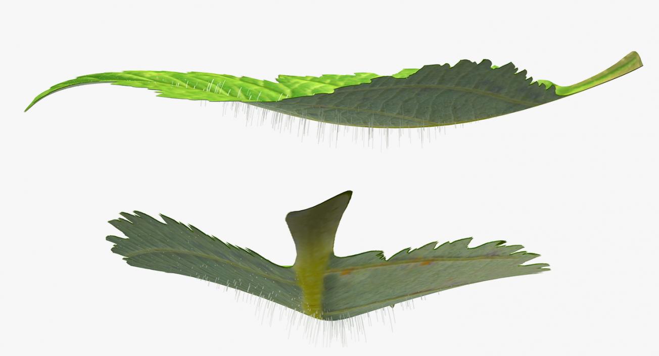 Blackberry Leaf with Fur 3D model