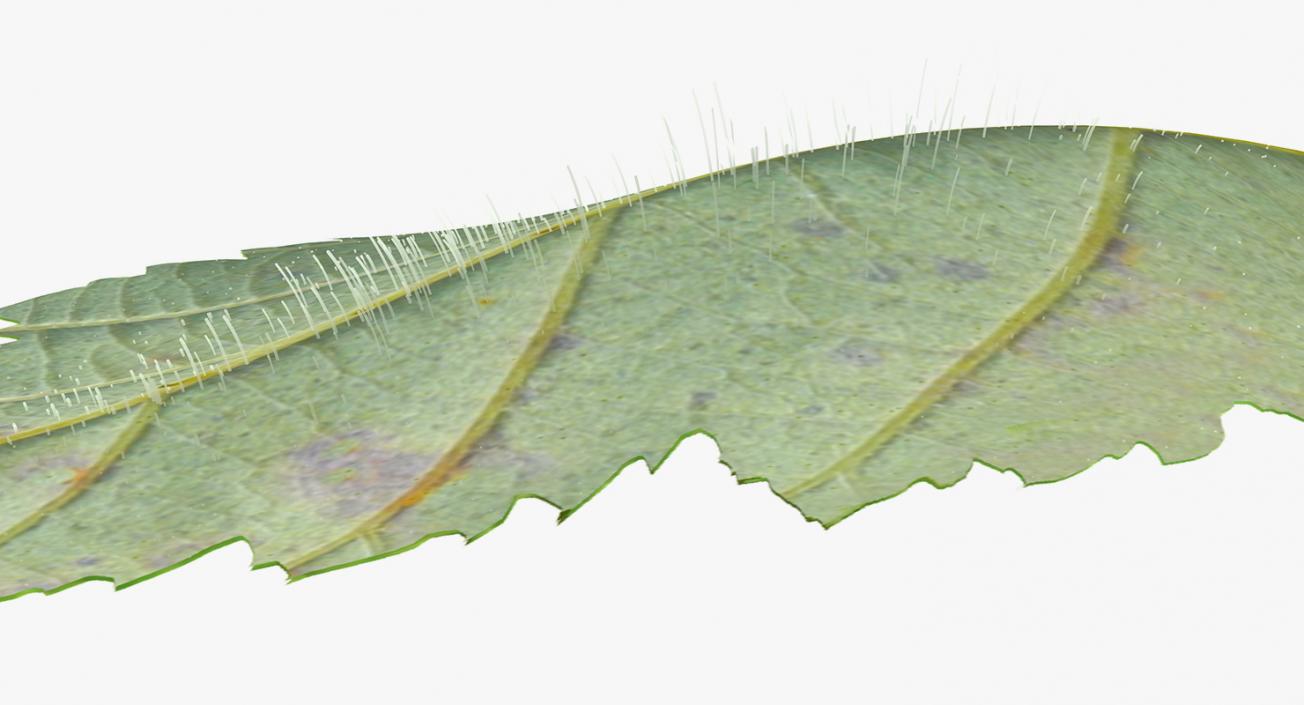 Blackberry Leaf with Fur 3D model