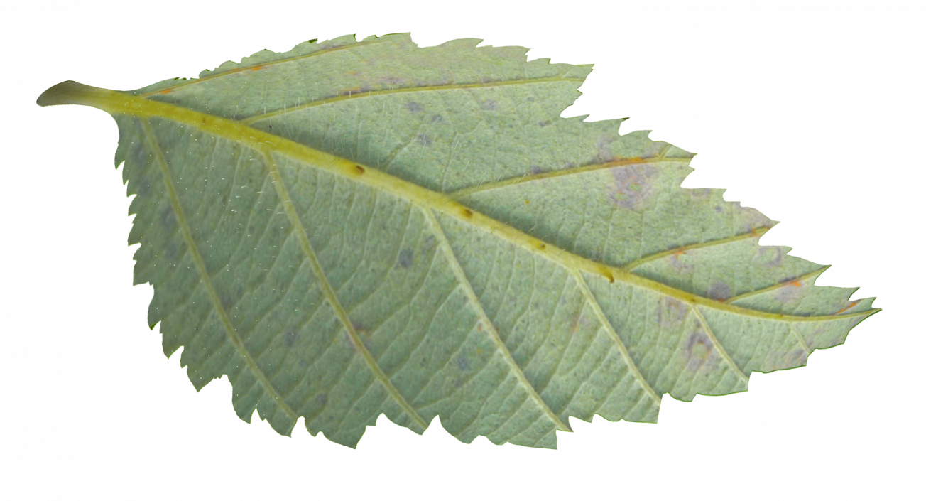 Blackberry Leaf with Fur 3D model