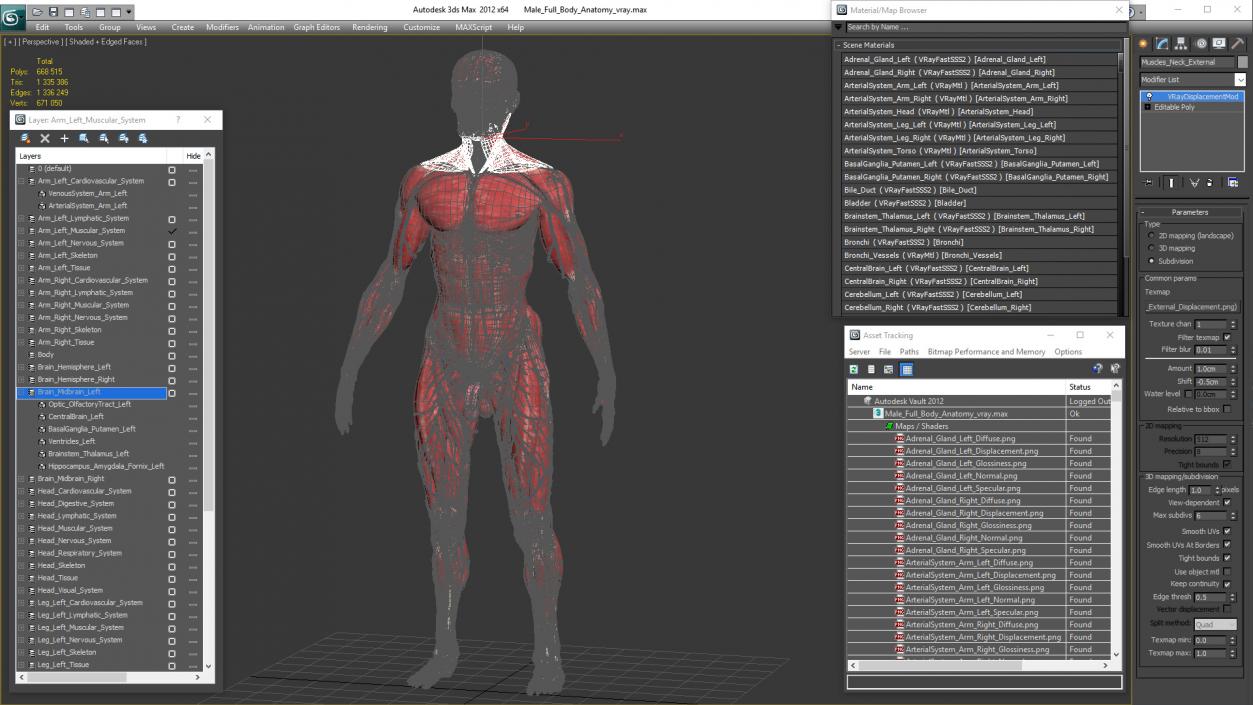 Male Full Body Anatomy 3D