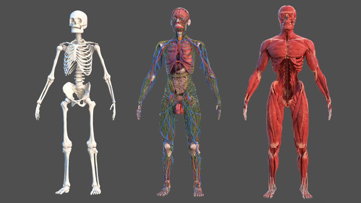 Male Full Body Anatomy 3D