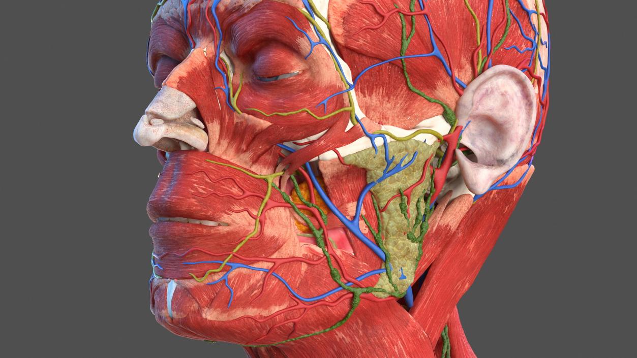 Male Full Body Anatomy 3D