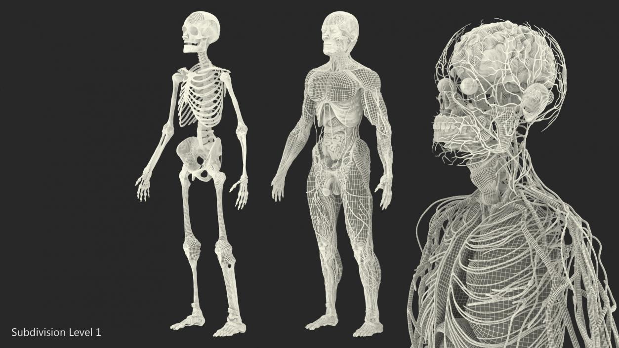 Male Full Body Anatomy 3D