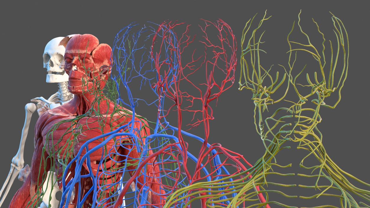 Male Full Body Anatomy 3D