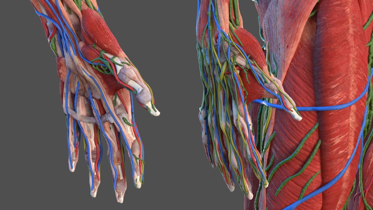 Male Full Body Anatomy 3D