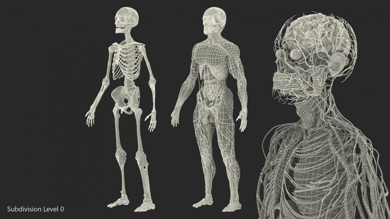 Male Full Body Anatomy 3D