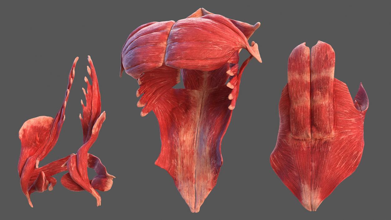 Male Full Body Anatomy 3D