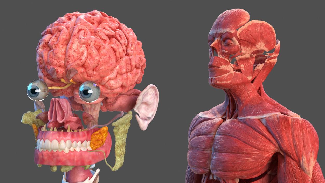 Male Full Body Anatomy 3D