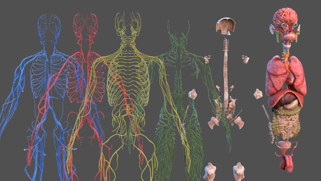 Male Full Body Anatomy 3D