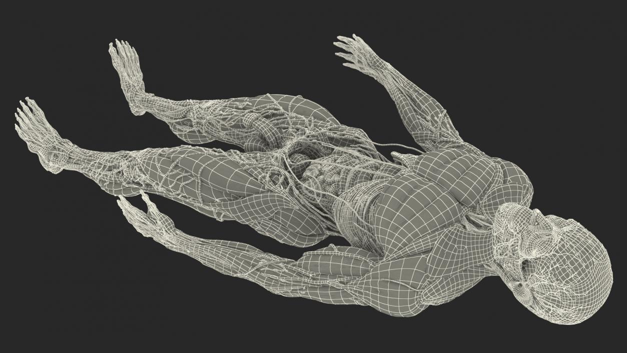 Male Full Body Anatomy 3D