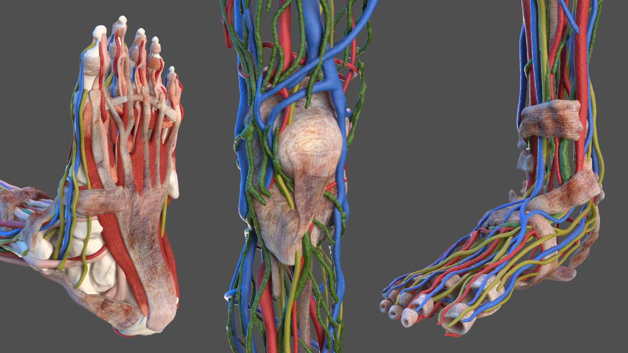 Male Full Body Anatomy 3D