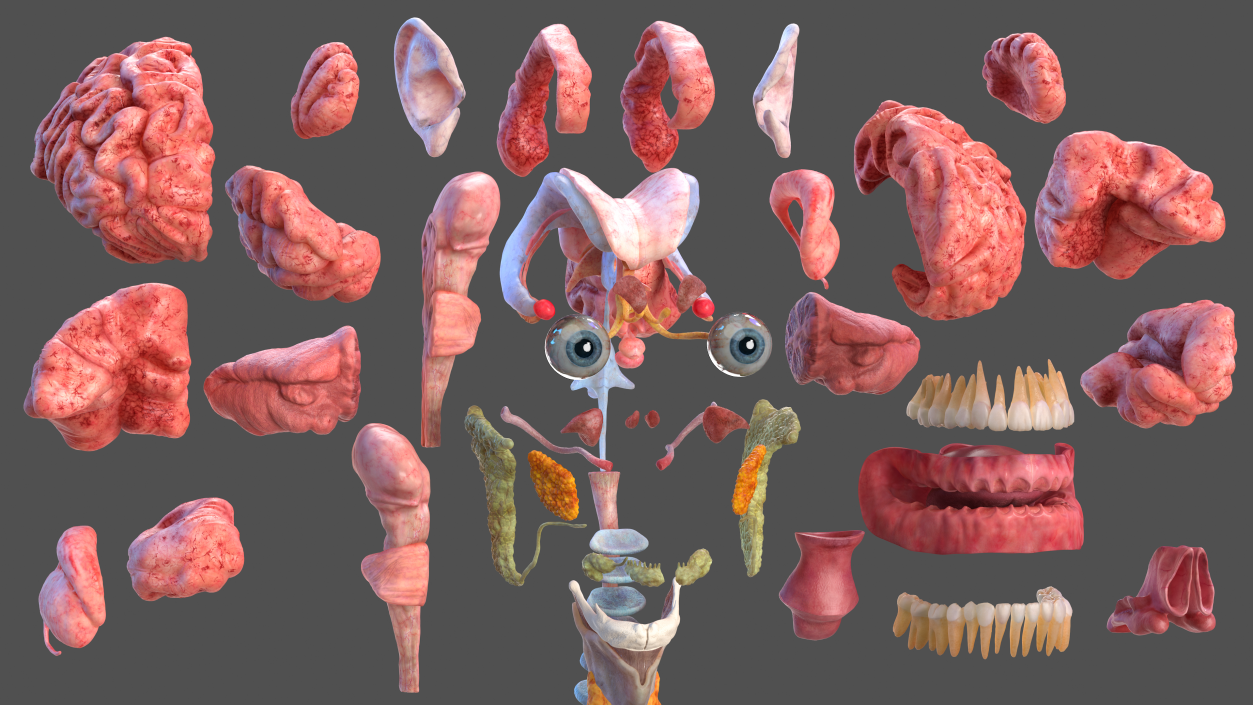 Male Full Body Anatomy 3D