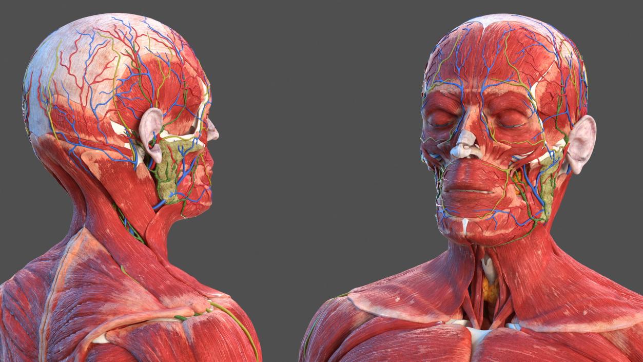 Male Full Body Anatomy 3D