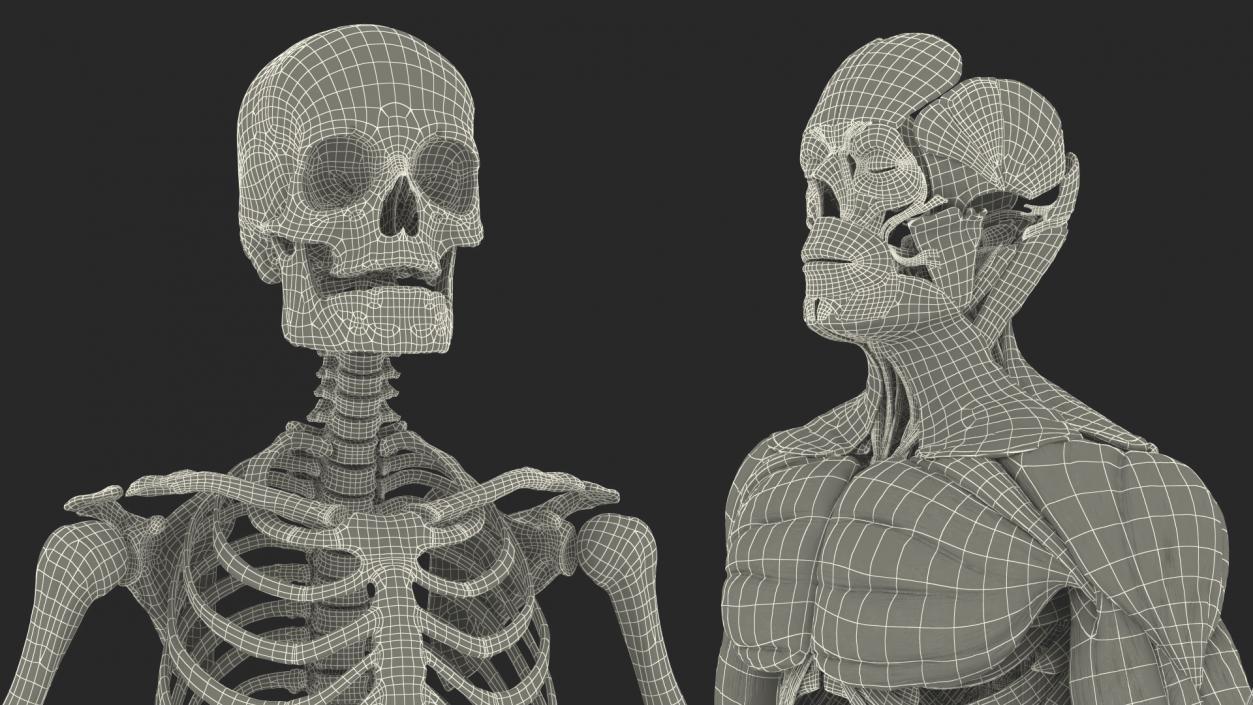 Male Full Body Anatomy 3D