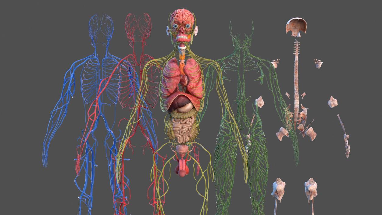 Male Full Body Anatomy 3D