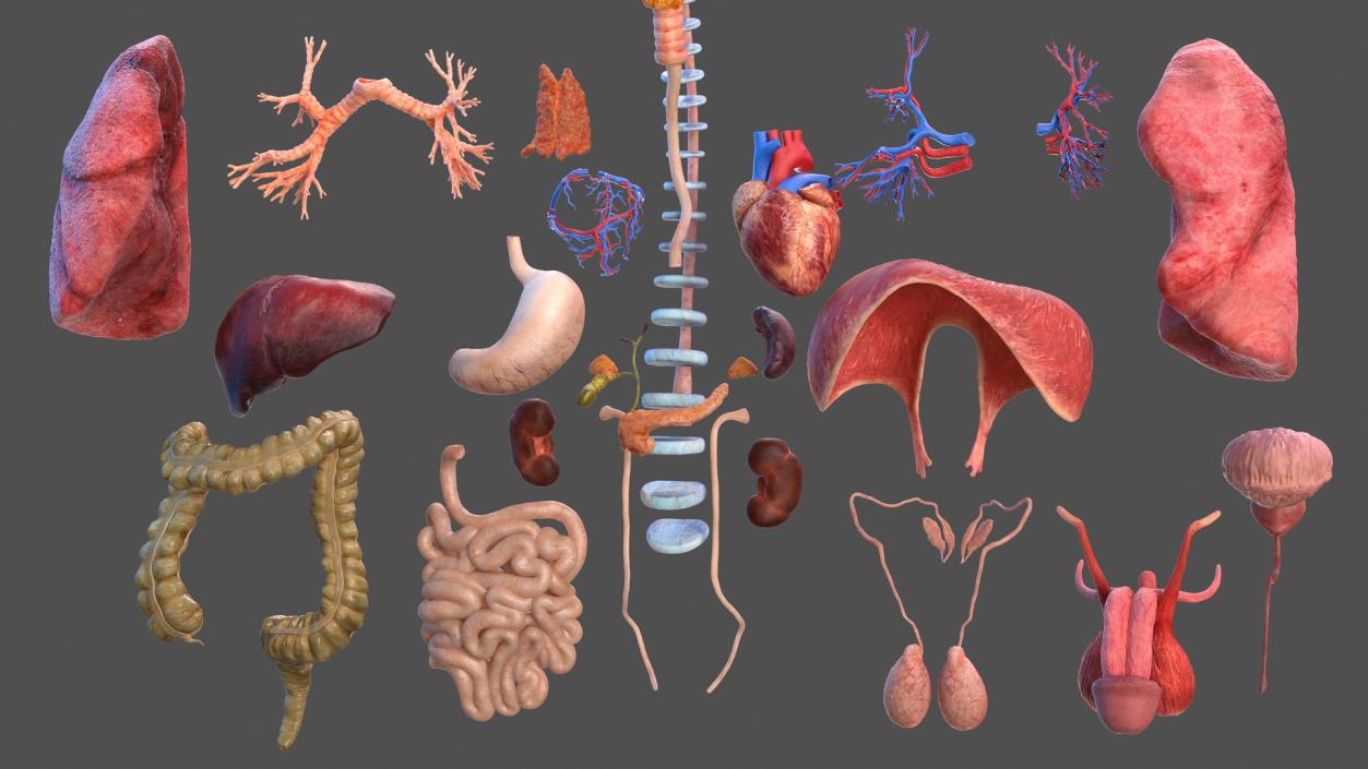 Male Full Body Anatomy 3D