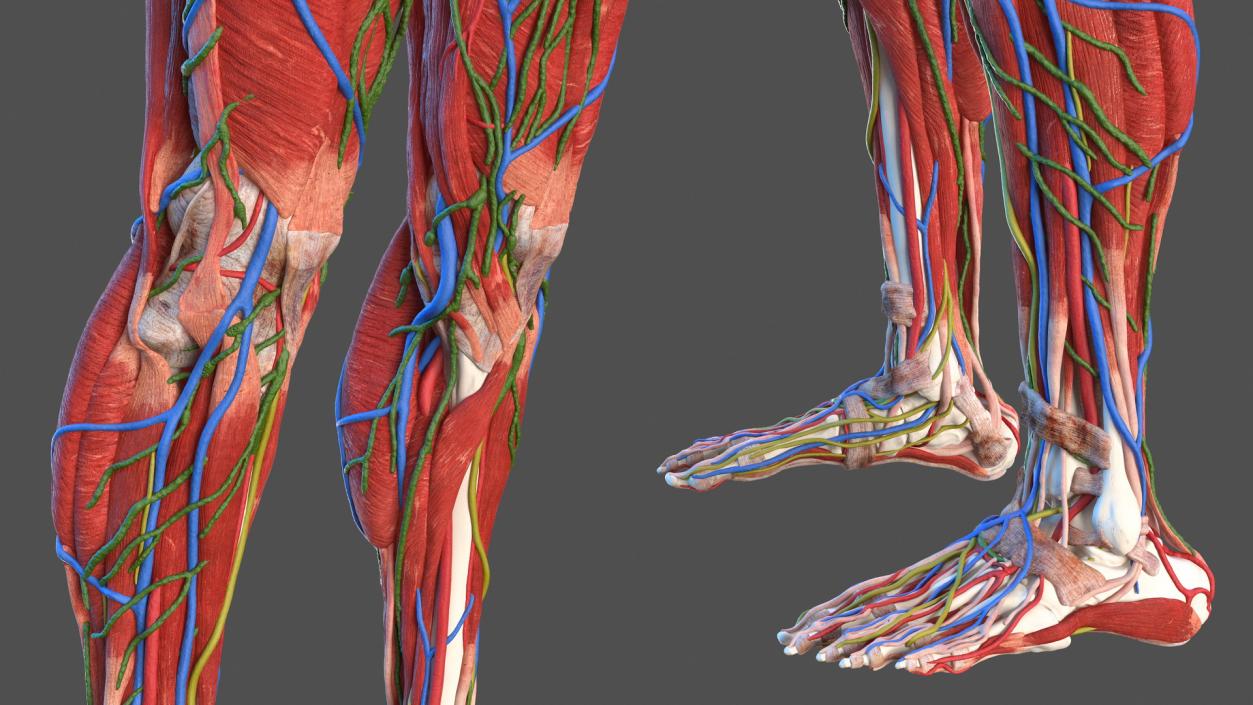 Male Full Body Anatomy 3D