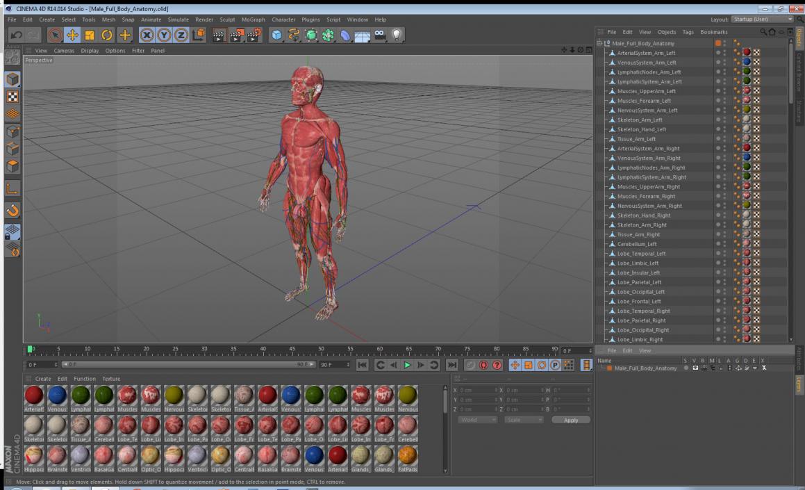 Male Full Body Anatomy 3D