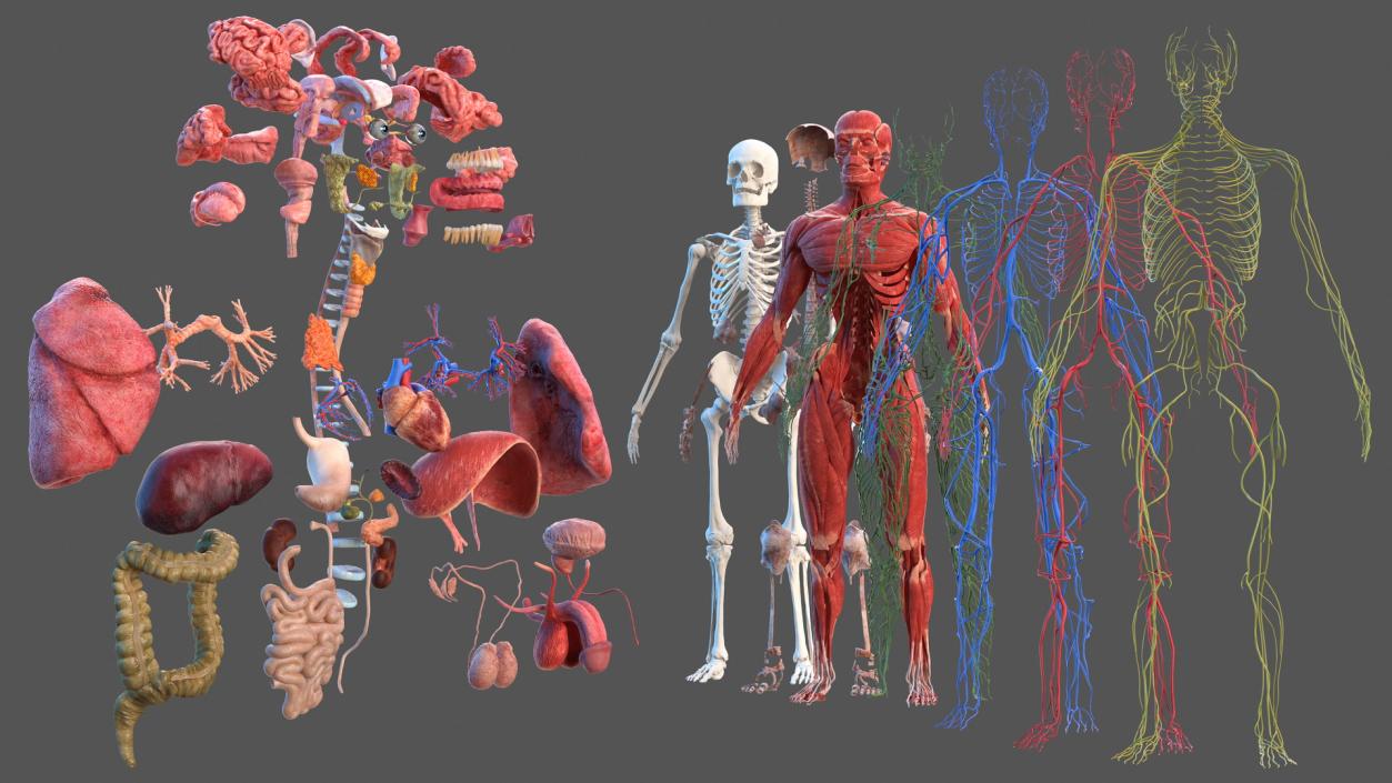 Male Full Body Anatomy 3D