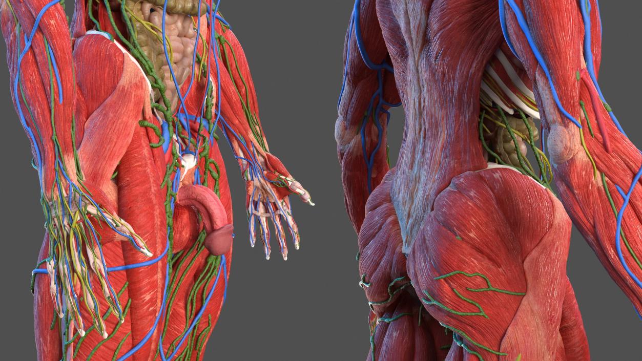 Male Full Body Anatomy 3D