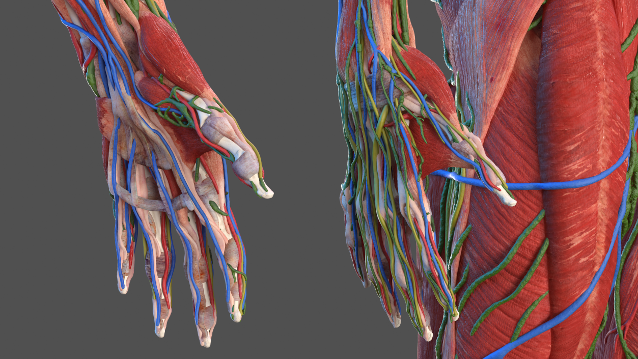 Male Full Body Anatomy 3D