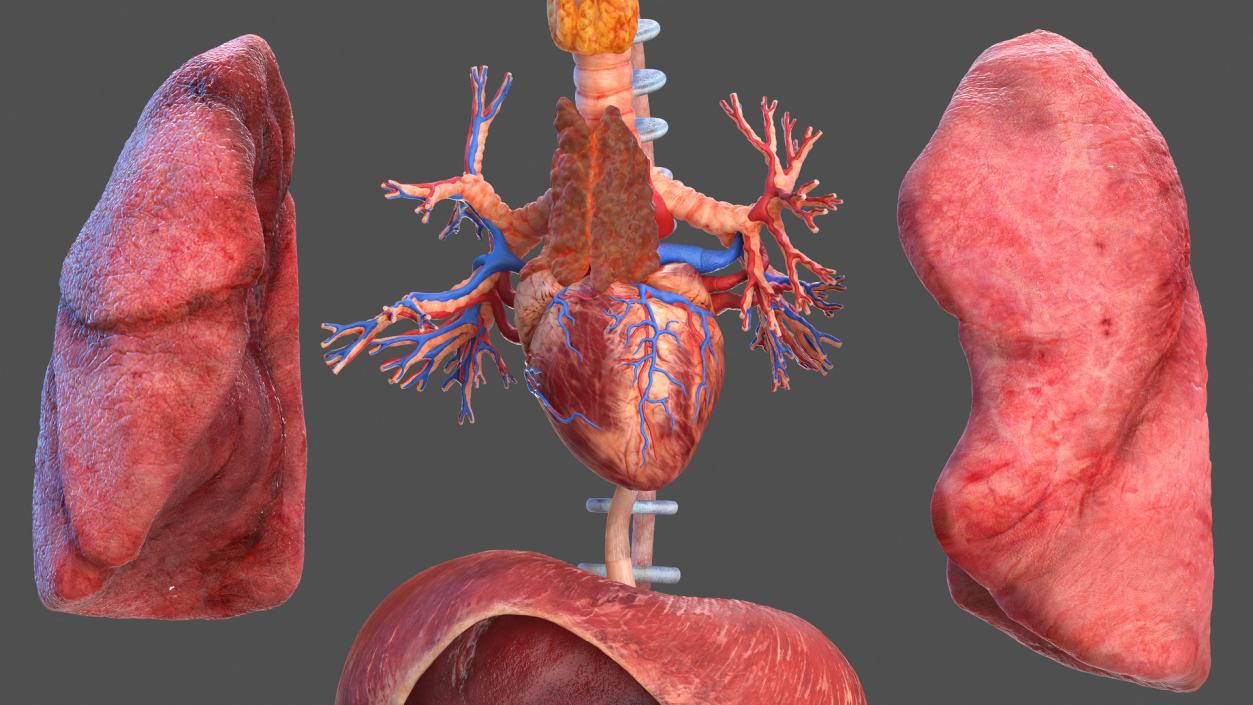 Male Full Body Anatomy 3D