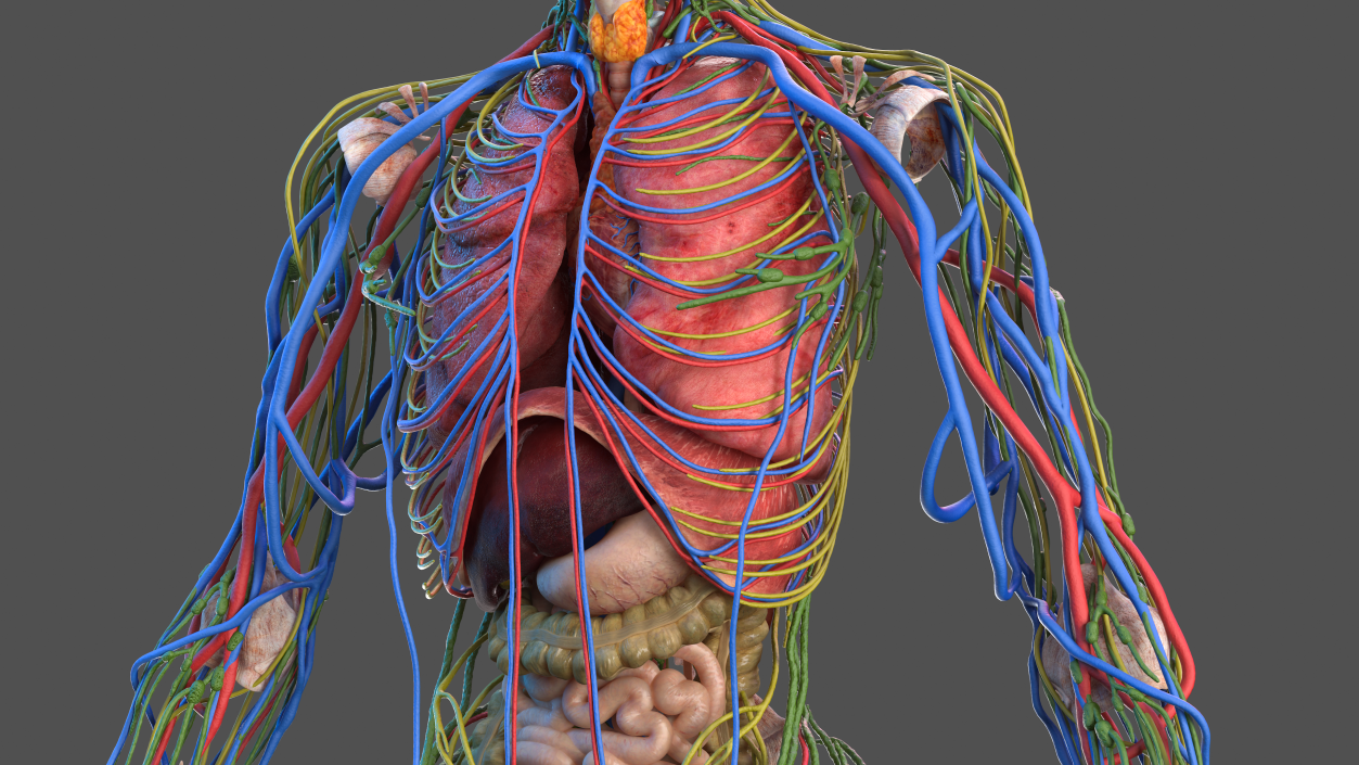 Male Full Body Anatomy 3D