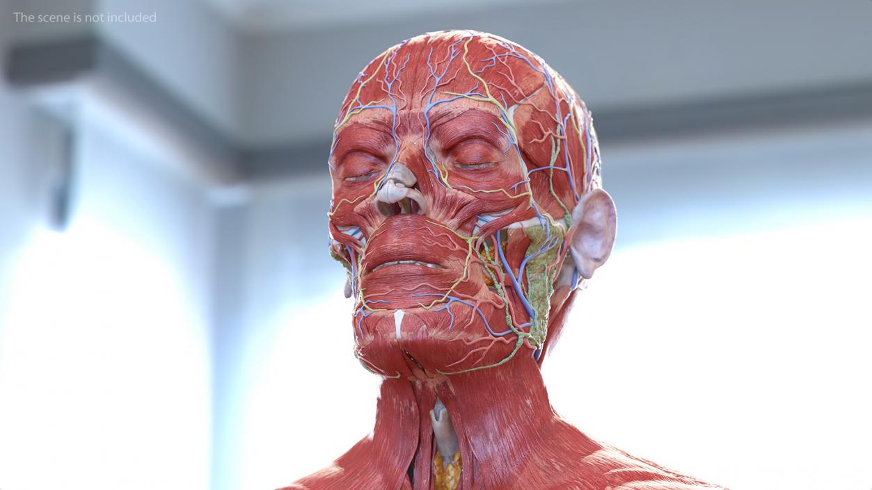 Male Full Body Anatomy 3D