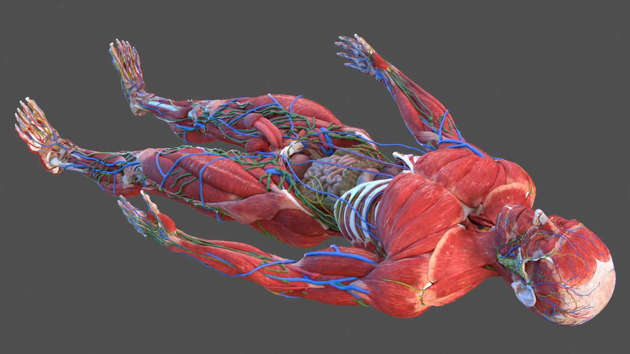 Male Full Body Anatomy 3D