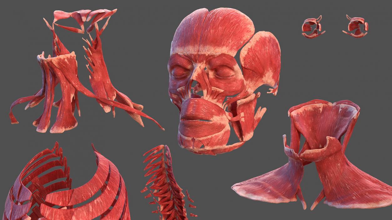 Male Full Body Anatomy 3D