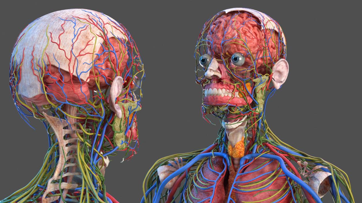 Male Full Body Anatomy 3D