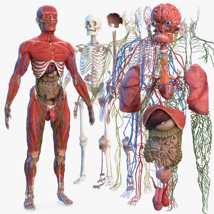 Male Full Body Anatomy 3D