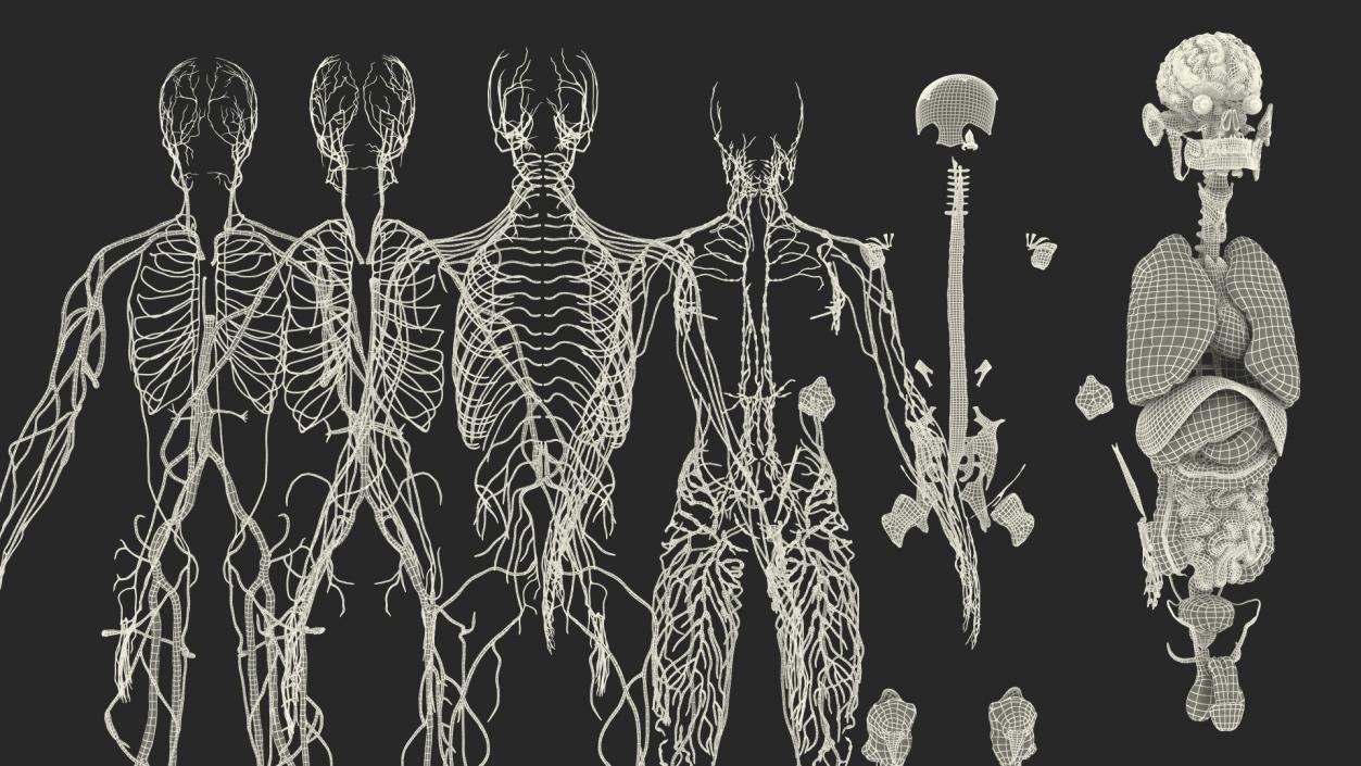 Male Full Body Anatomy 3D