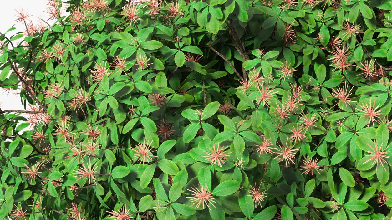 3D Rhododendron Foliage with Twigs